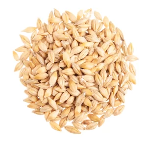 Feed barley on white