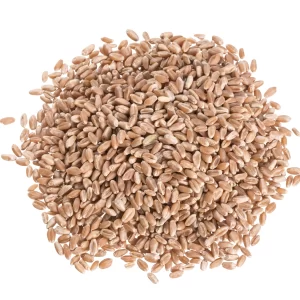 hard red spring wheat on white