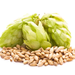 malt barley seeds on white