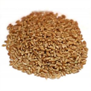 wheatgrass seeds on white